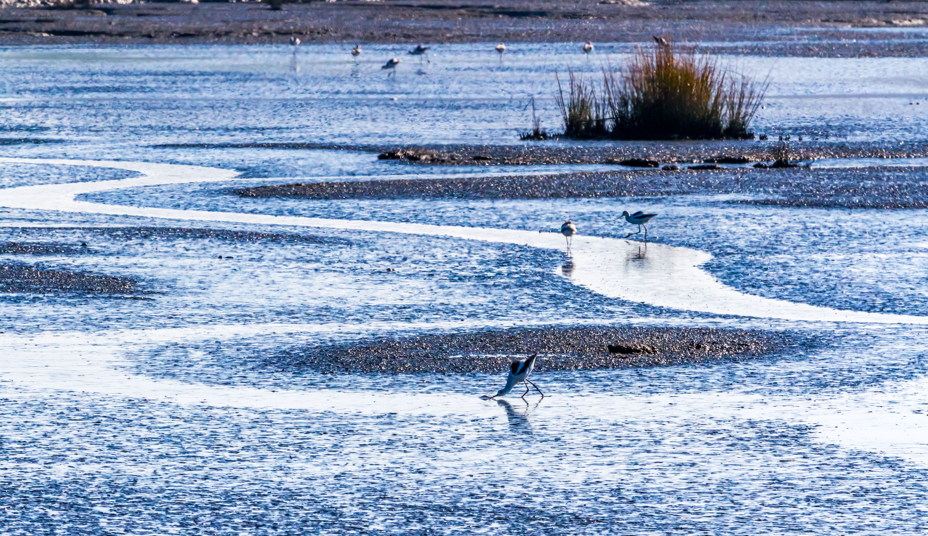 Avocets forage on the Alviso mudflats. Credit: Julie Kitzenberger