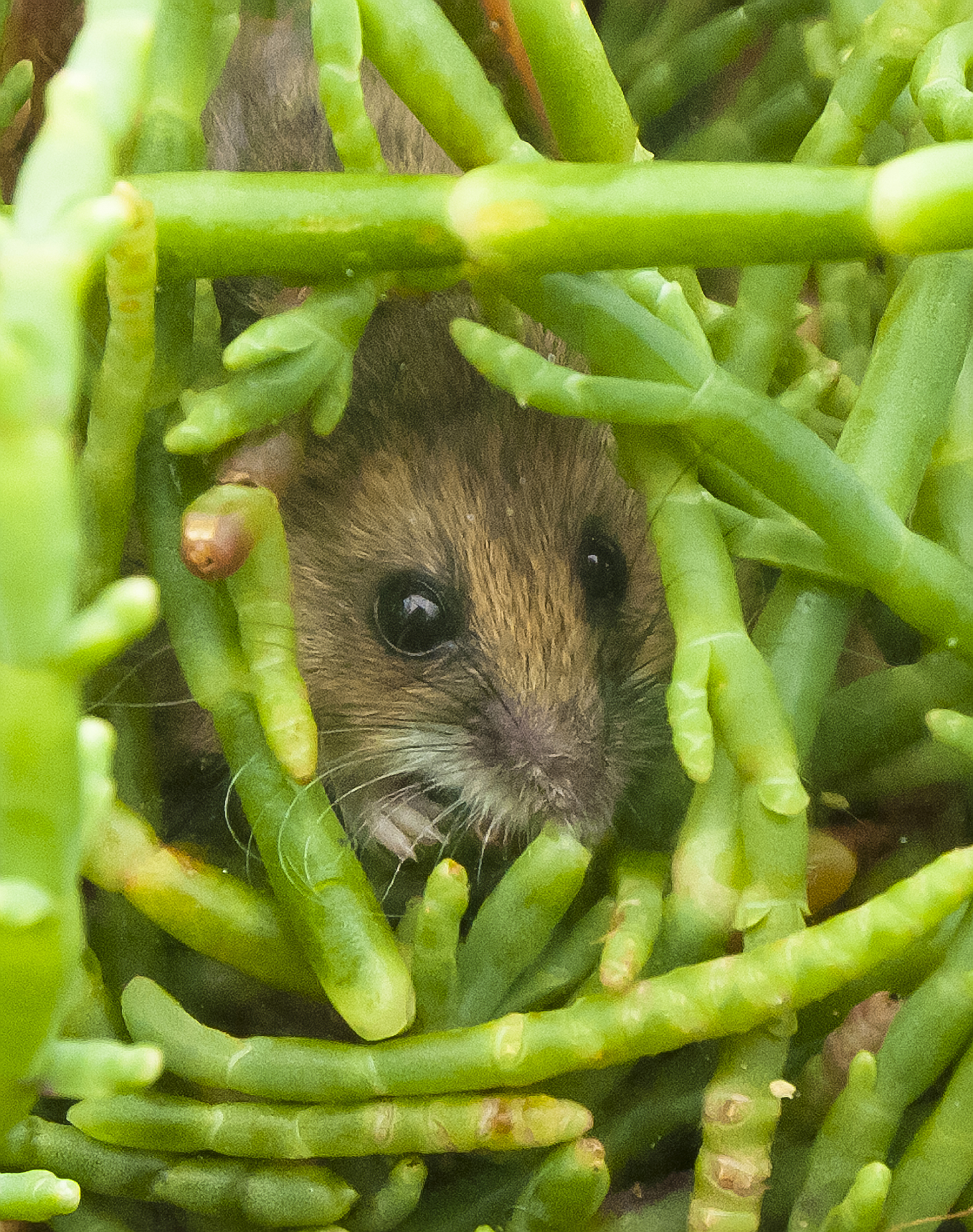 Harvest mouse