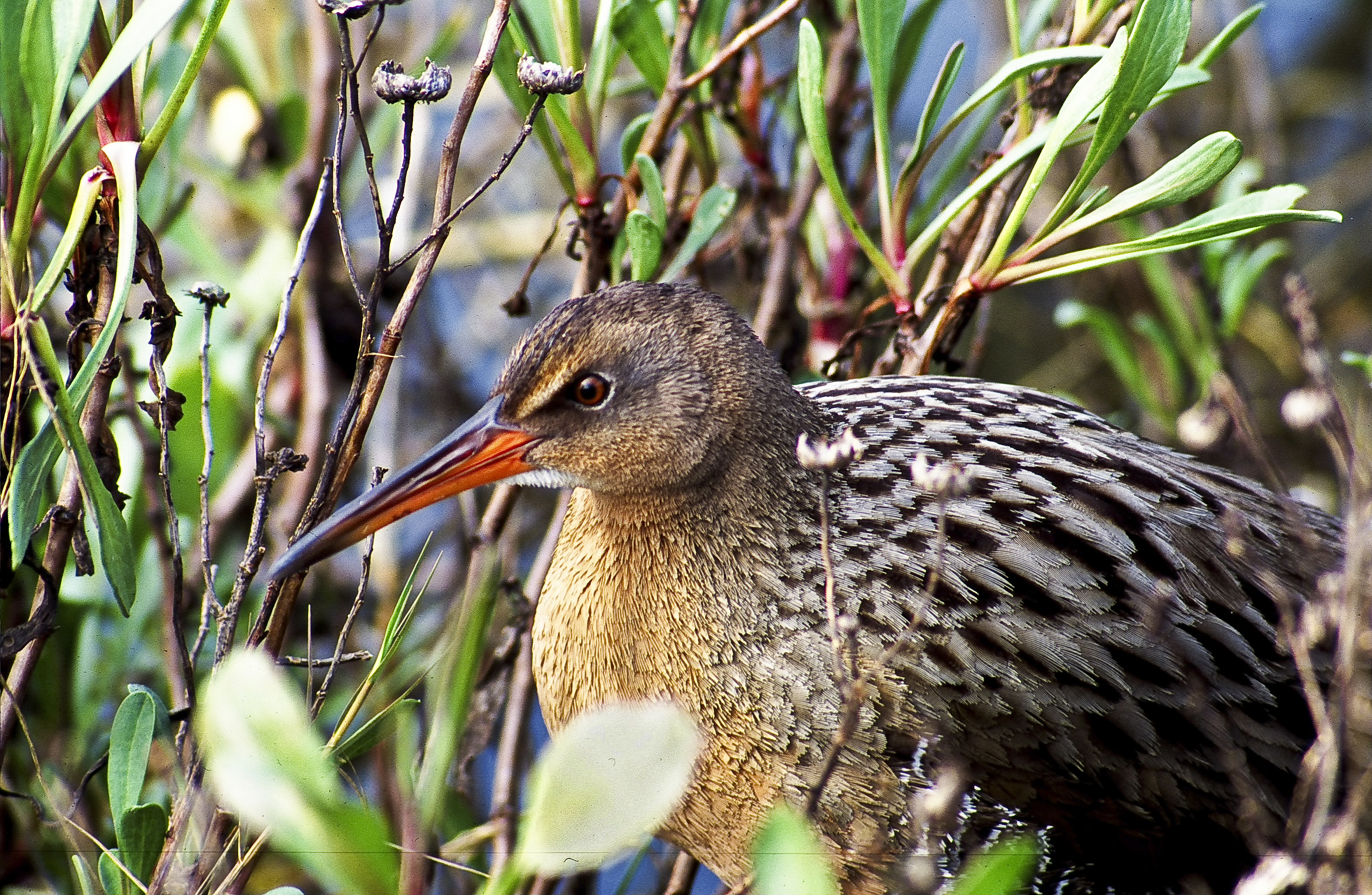 Ridgway's Rail (formerly Clapper Rail)