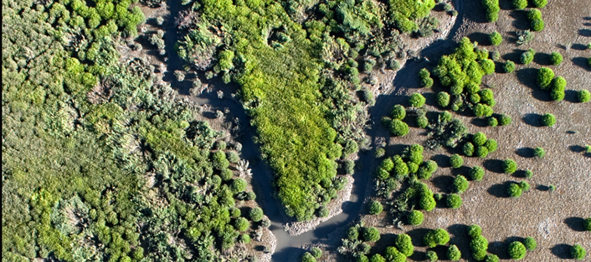 Island Ponds mudflat to vegetation in one year, 2009