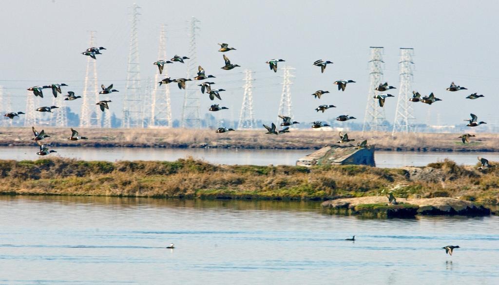 Winter ducks at the more subsided Alviso ponds, 2008. Credit: Judy Irving, Pelican Media