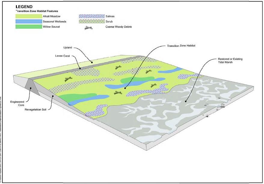 Habitat transition zone. Credit: H.T. Harvey & Associates, SAFER Bay Public Draft Feasibility Report, 2019, San Fransicquito Creek JPA