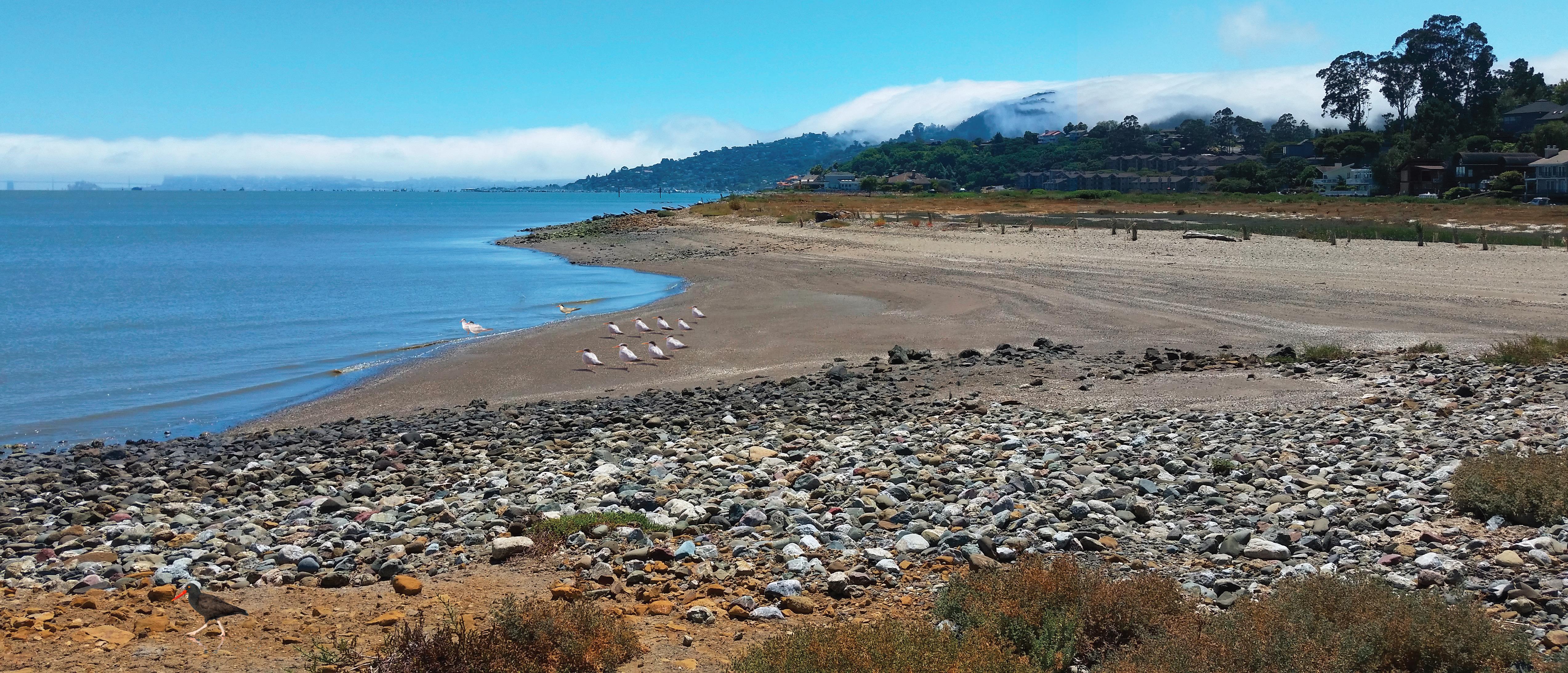 Aramburu Island. Credit: Marin County Parks