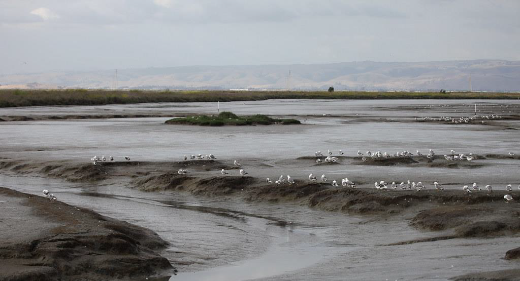 Birds forage on mudflats. Credit: Flickr Creative Commons