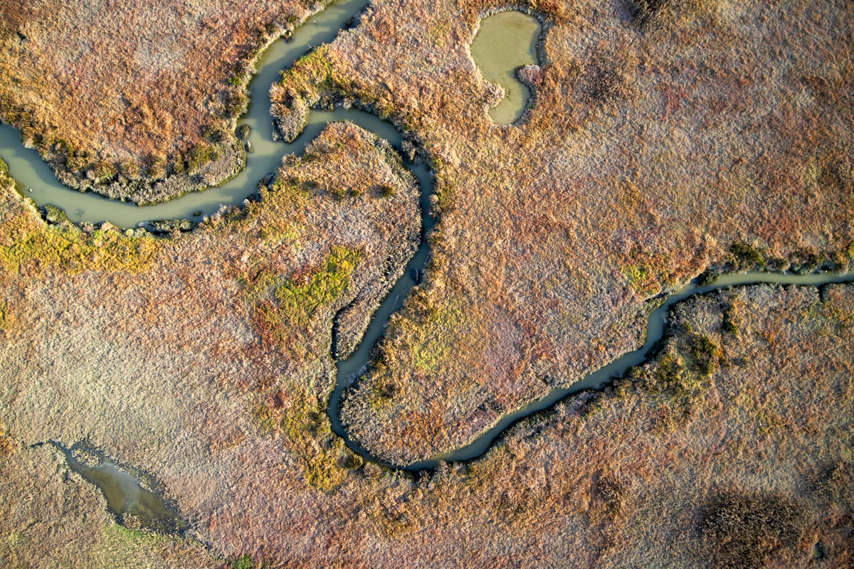 Dumbarton Marsh, December 2020. Credit: Cris Benton