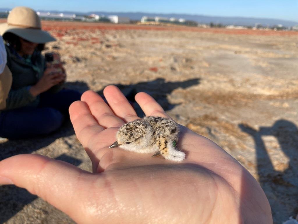 A freshly banded plover chick