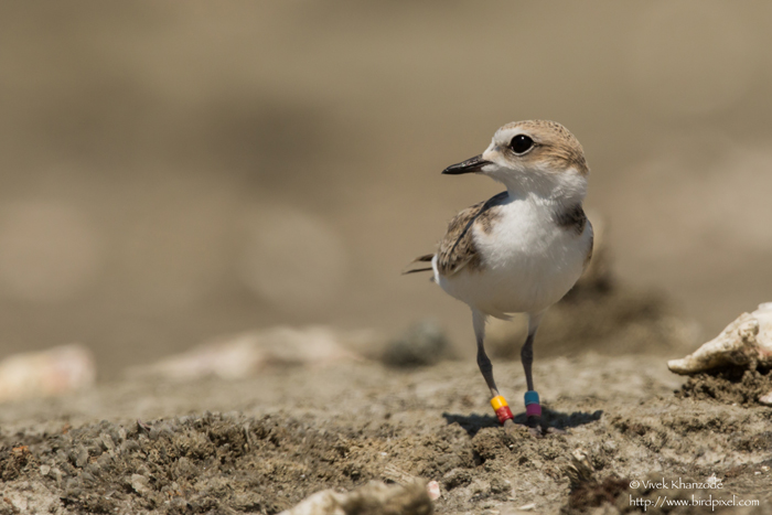 Successfully banded snowy plover. Credit: Vivek Khanzode