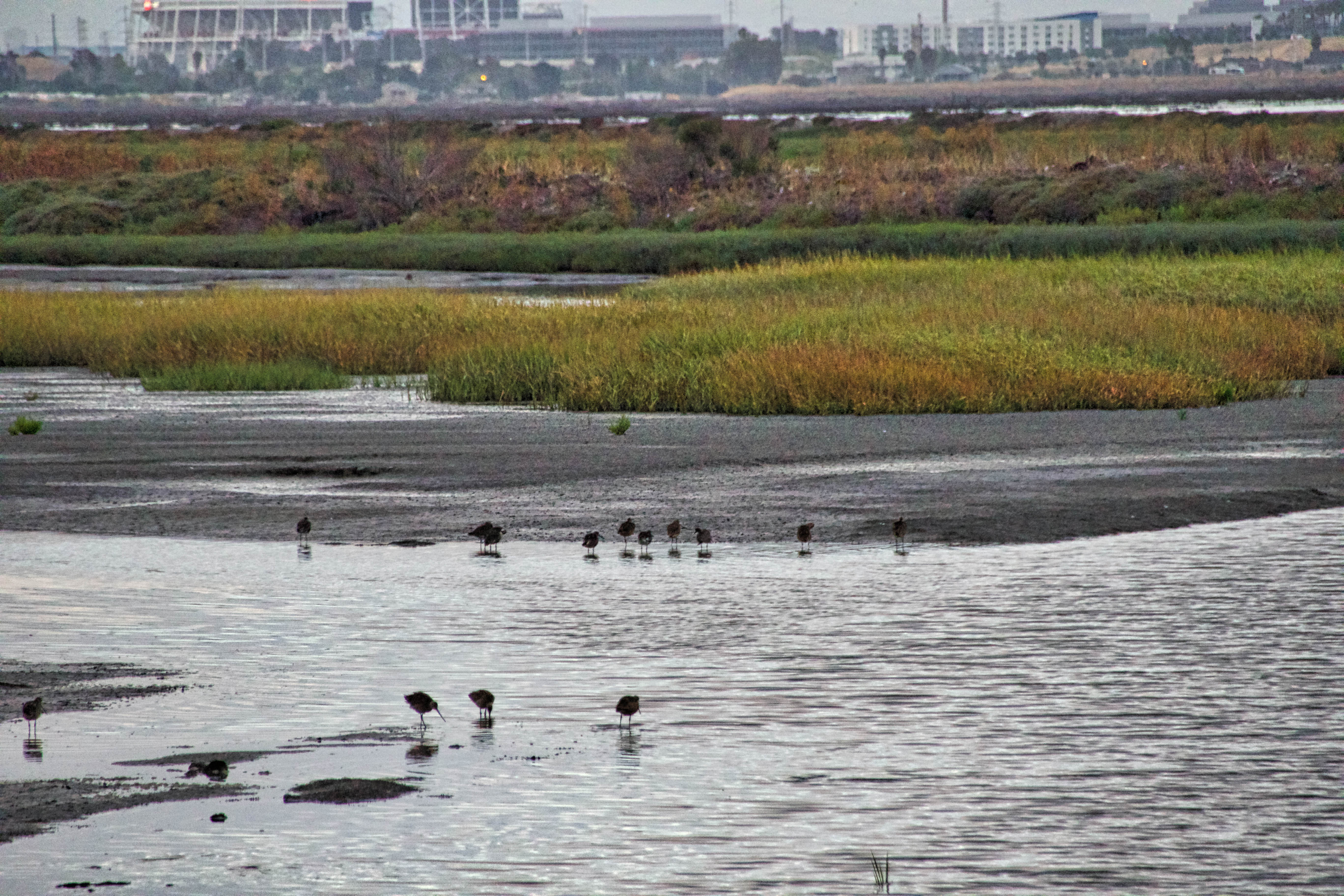 Alviso wetlands. Credit: Steve Martarano, USFWS