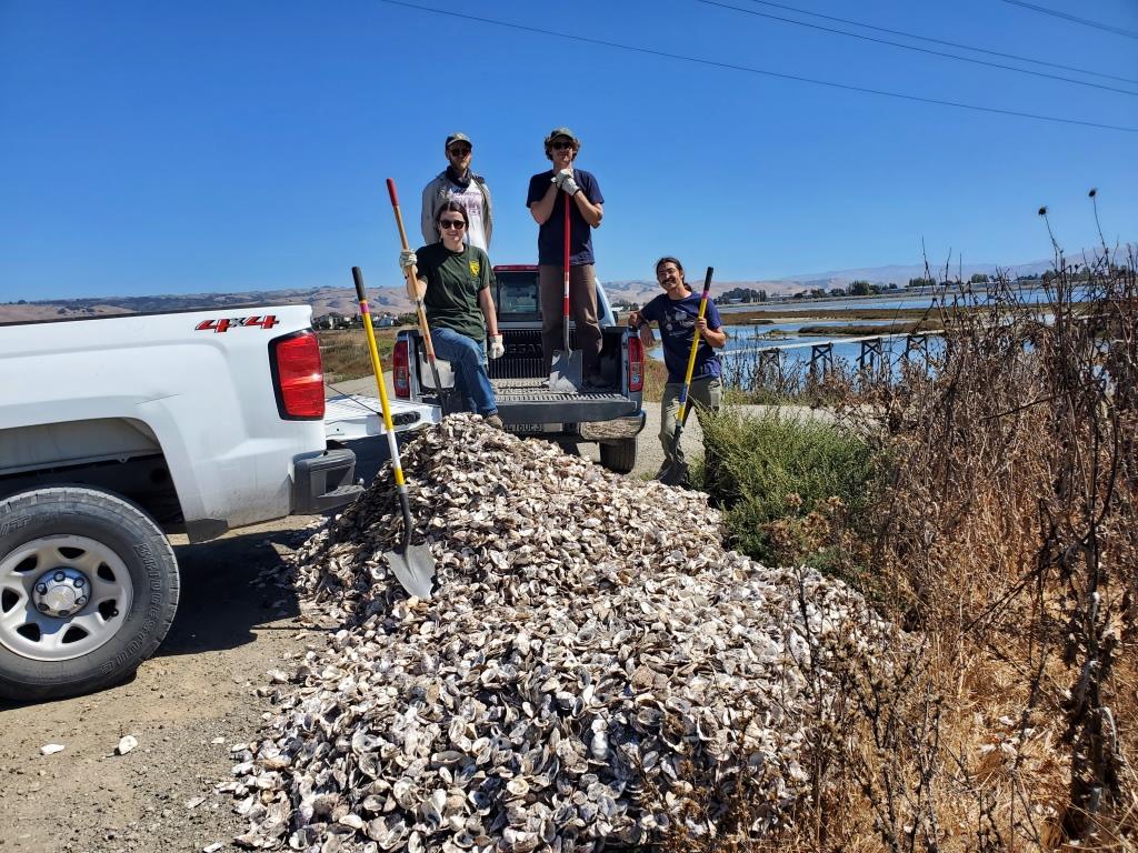Four people, four shovels, and a giant pile of oyster shells.