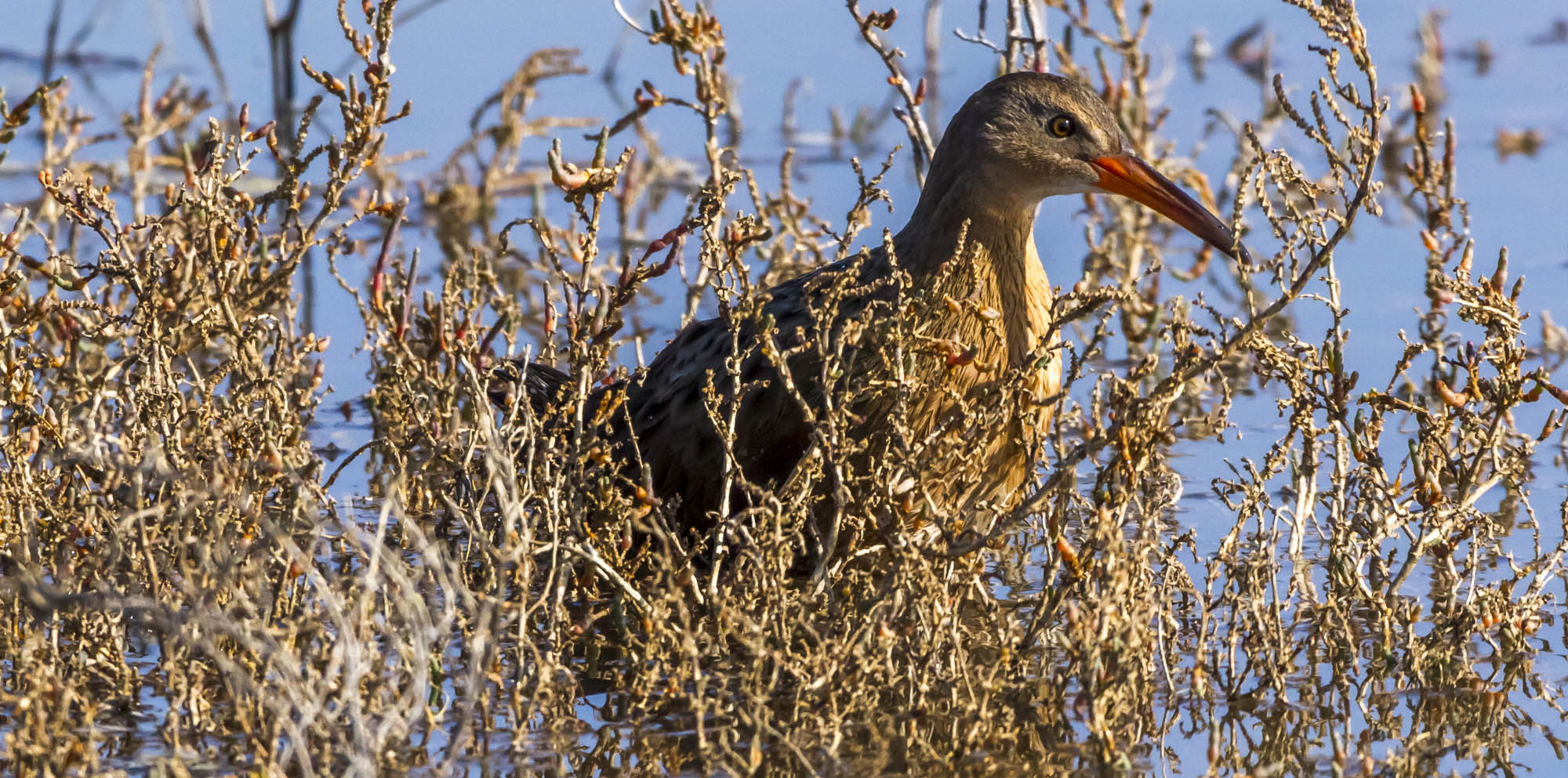 bird in the marsh