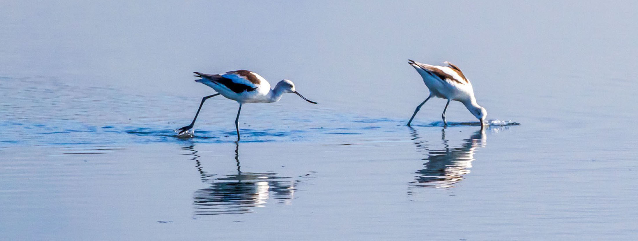 birds in a marsh
