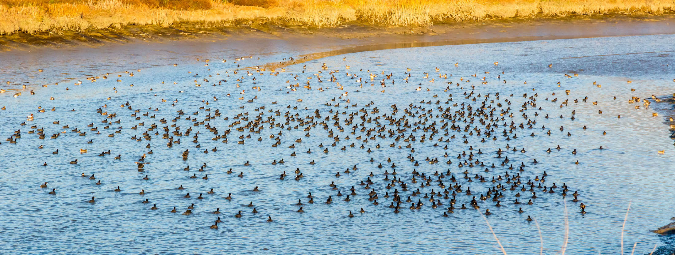 birds on a marsh