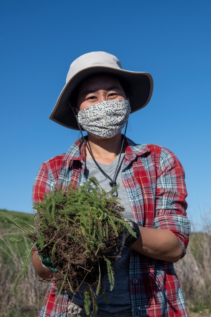 Save The Bay is planting yarrow and other natives on the new habitat slopes. Credit: Ivan Parr