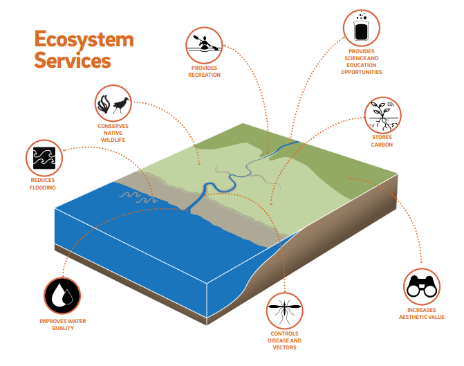 Marshes provide many services. Credit: SFEI