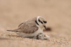 Snowy Plover mother and chick. Credit: Jenny Erbes, Point Blue