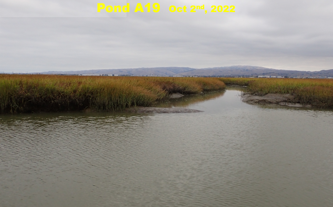 • Marsh plant growth was bigger and more widespread than ever in summer through fall 2022.