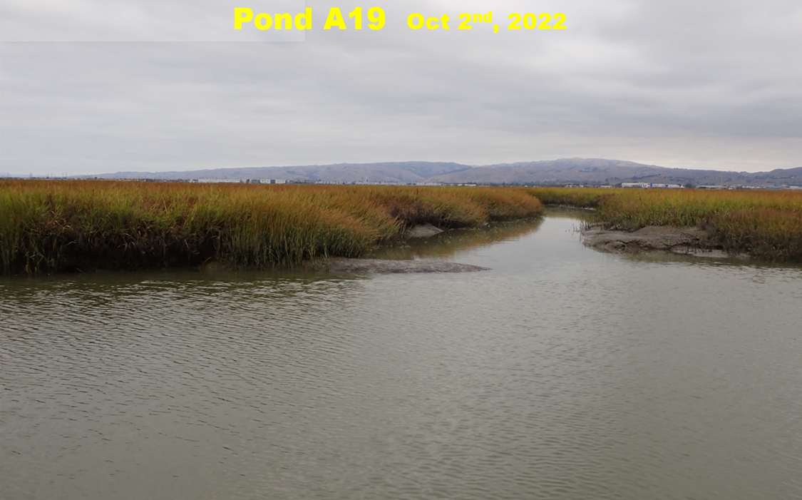 •	Marsh plant growth was bigger and more widespread than ever in summer through fall 2022.