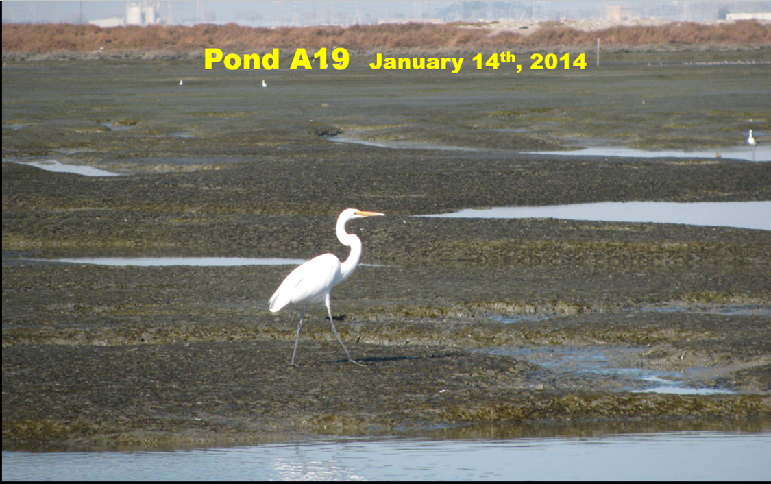 In 2014, eight years after it was breached, soft mud had accumulated, attracting foraging egrets and other birds.