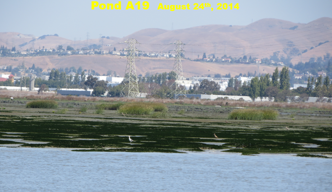 Summer 2014: Isolated patches of cordgrass sprang up in summer, but died back to rhizomes each winter.