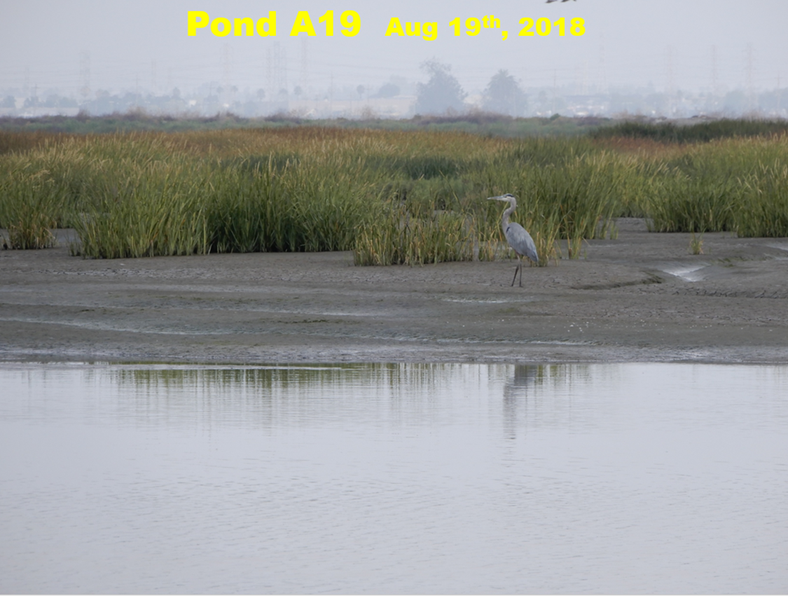 By next year’s summer, cordgrass had spread like wildfire. Each summer, I felt, the pond became a marsh paradise.