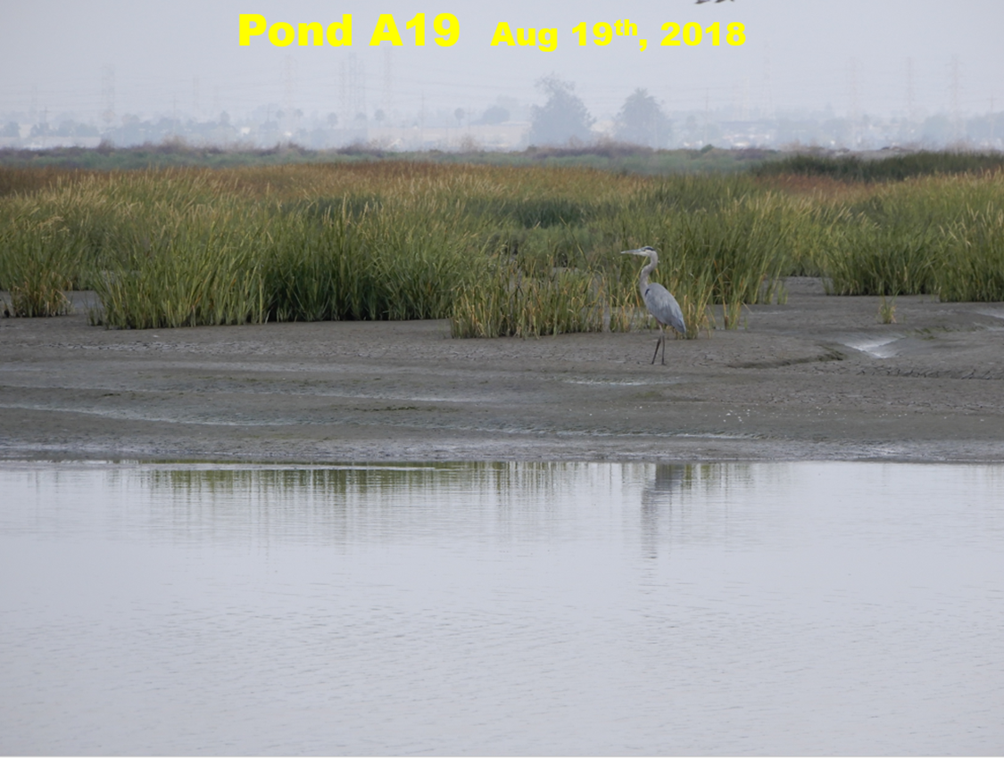 By next year’s summer, cordgrass had spread like wildfire.  Each summer, I felt, the pond became a marsh paradise.