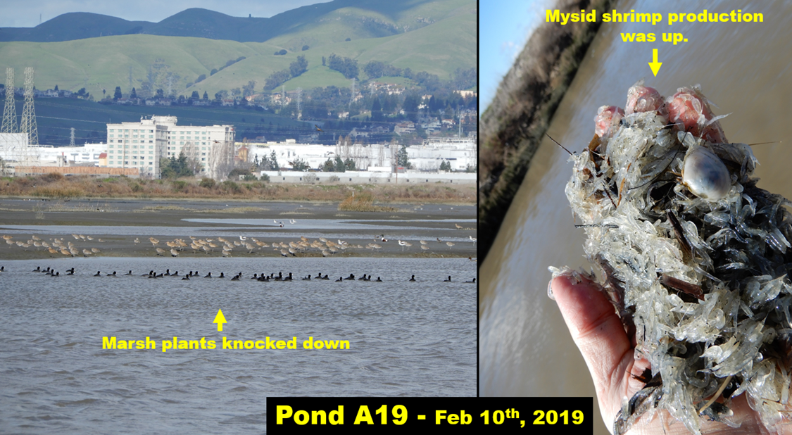 February 2019: winter cold and rains knocked down plants to rhizomes. Underwater, productivity improved - we counted more small fish and bugs.