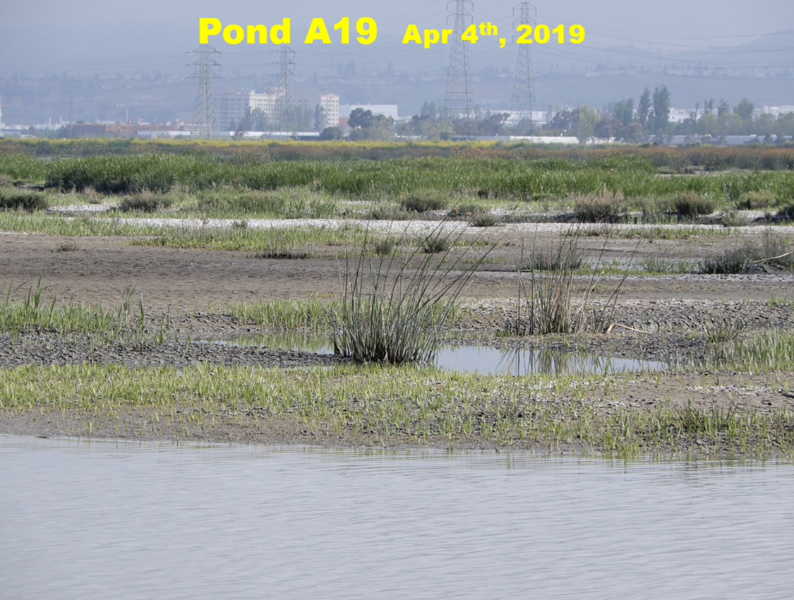 Map of rough location of my photos by boat of Pond A19, opened to the Bay in 2006 to regrow tidal marsh.