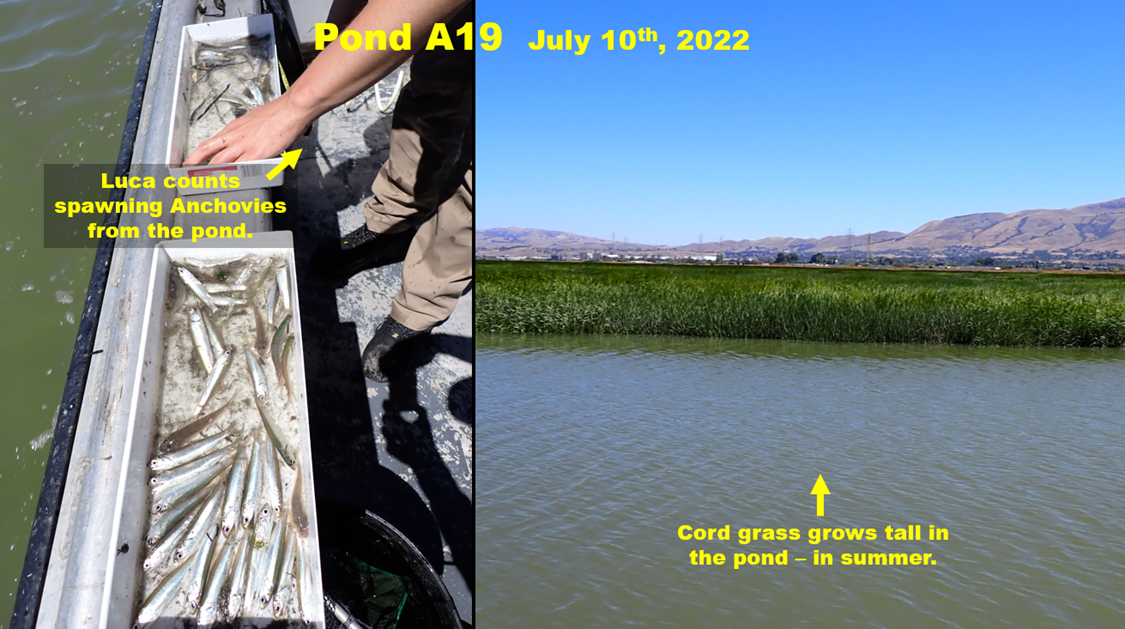 Now, even in drought, the marsh continues to expand each summer. Cordgrass and pickleweed abound; fish and bug production seems to be up.