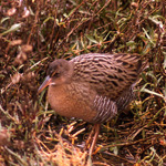 Clapper Rail