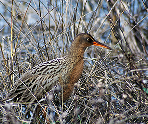 Clapper Rail