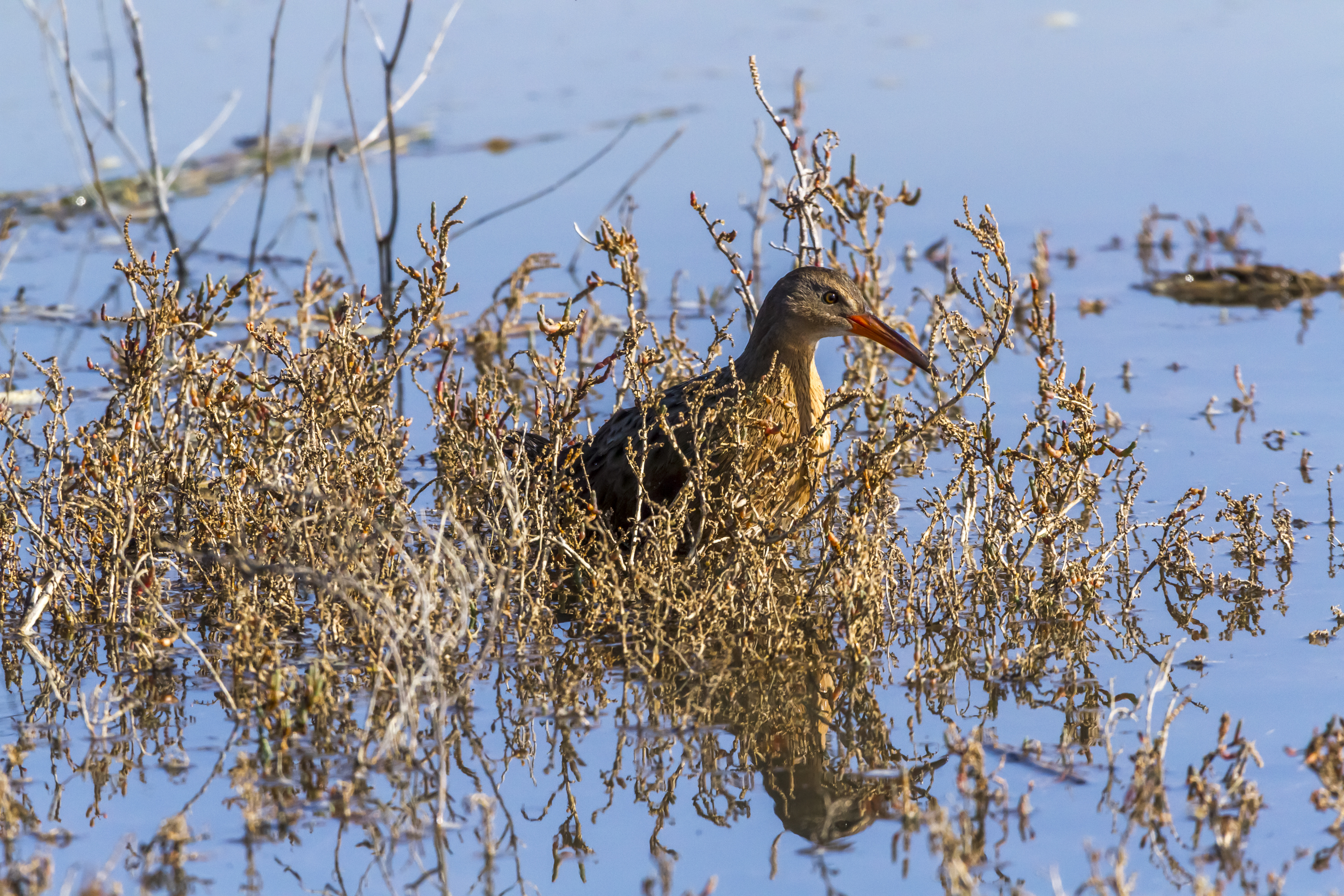 Ridgway Rail