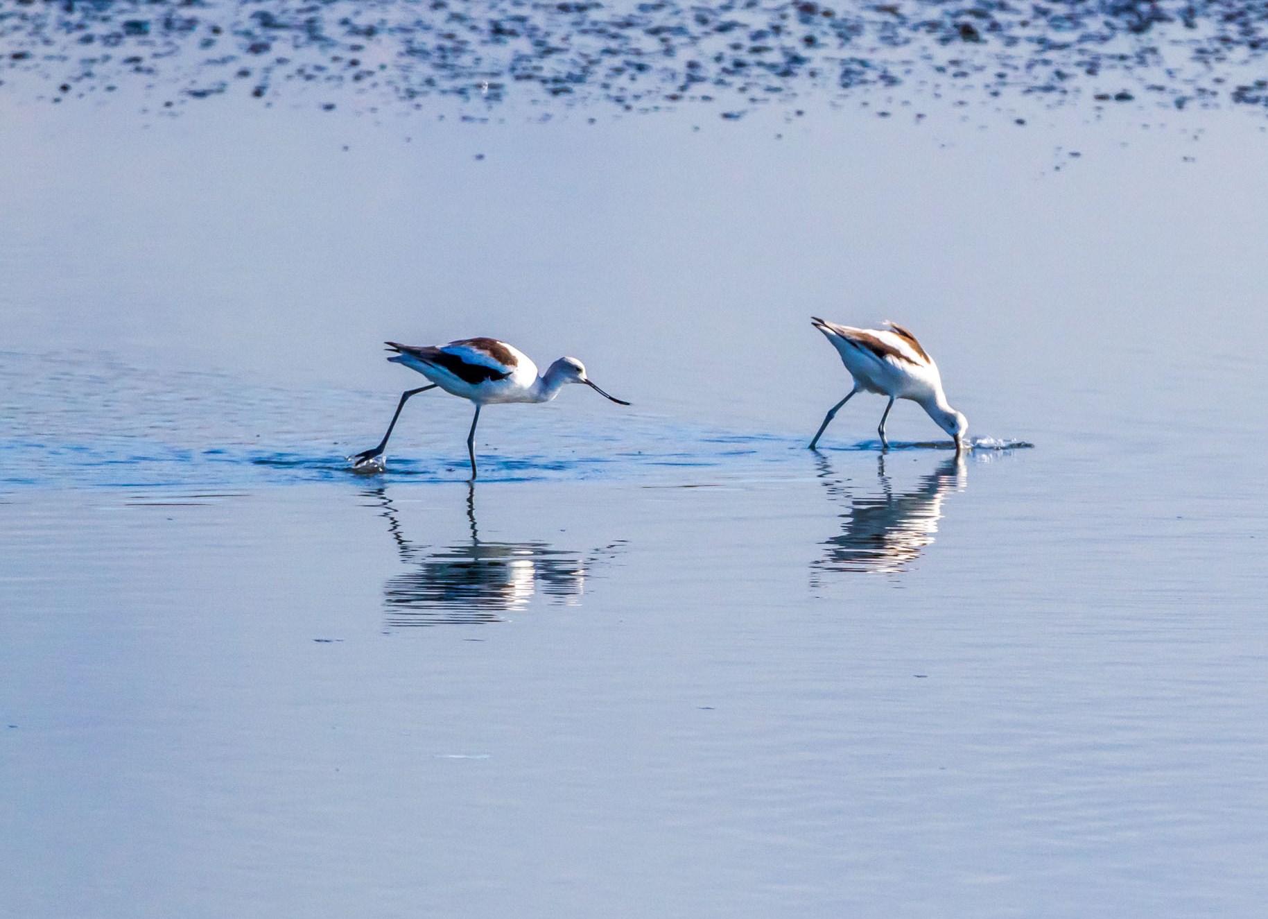 Birds