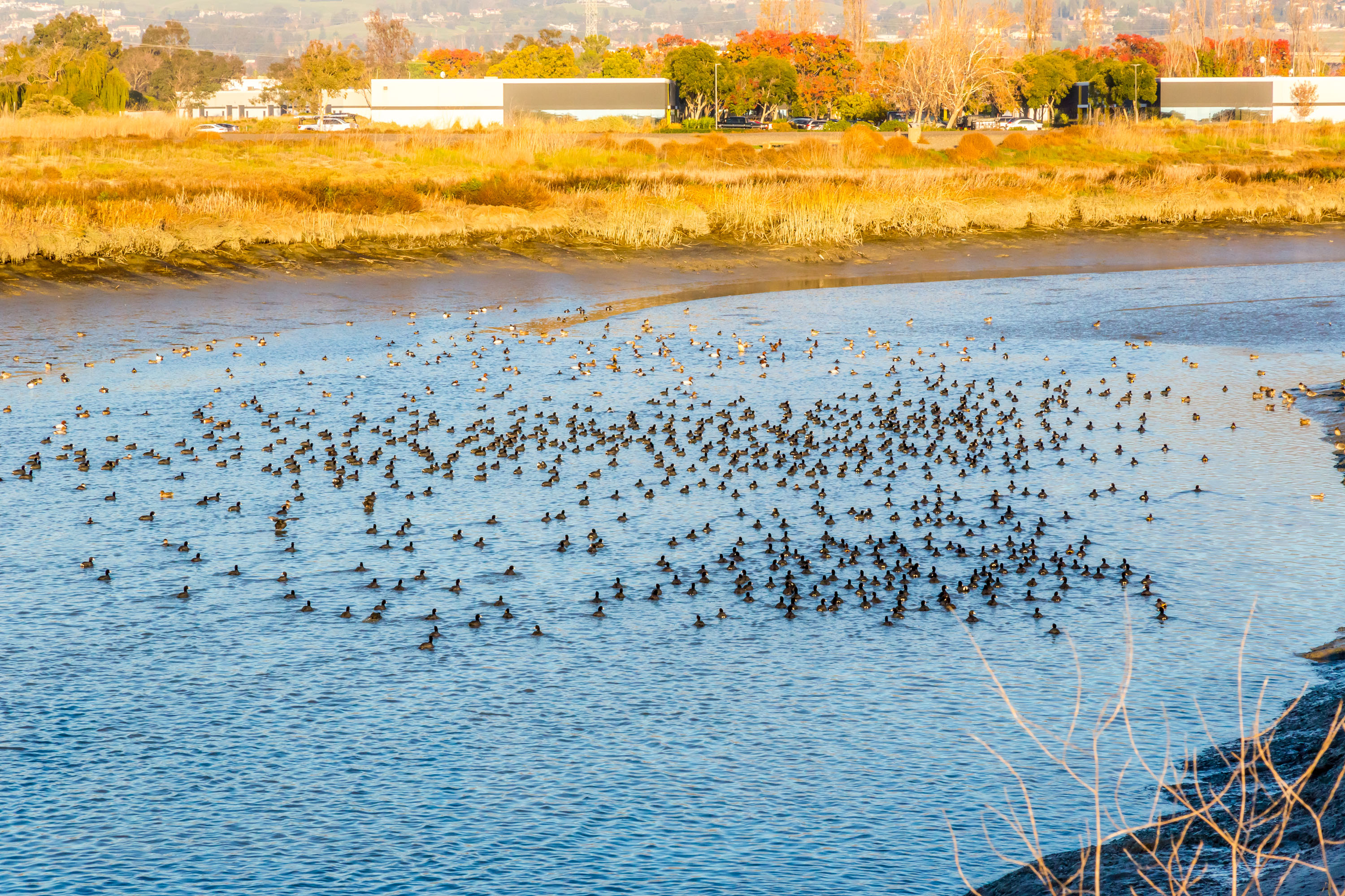 Murmuration