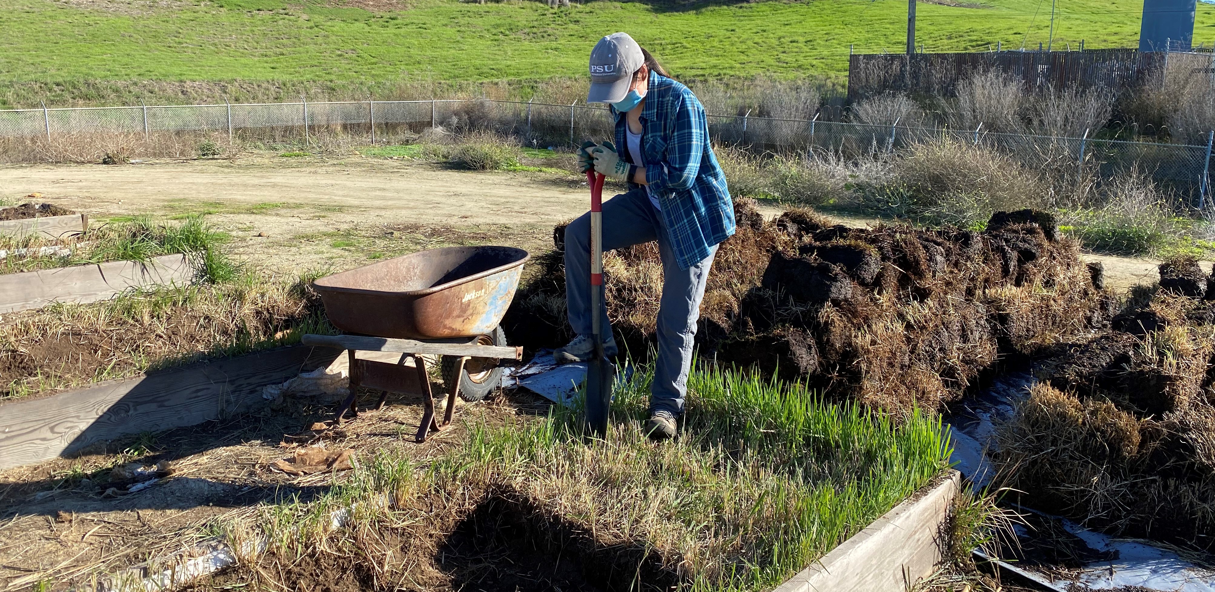 Save The Bay volunteer removing native sod from the division bed nursery.