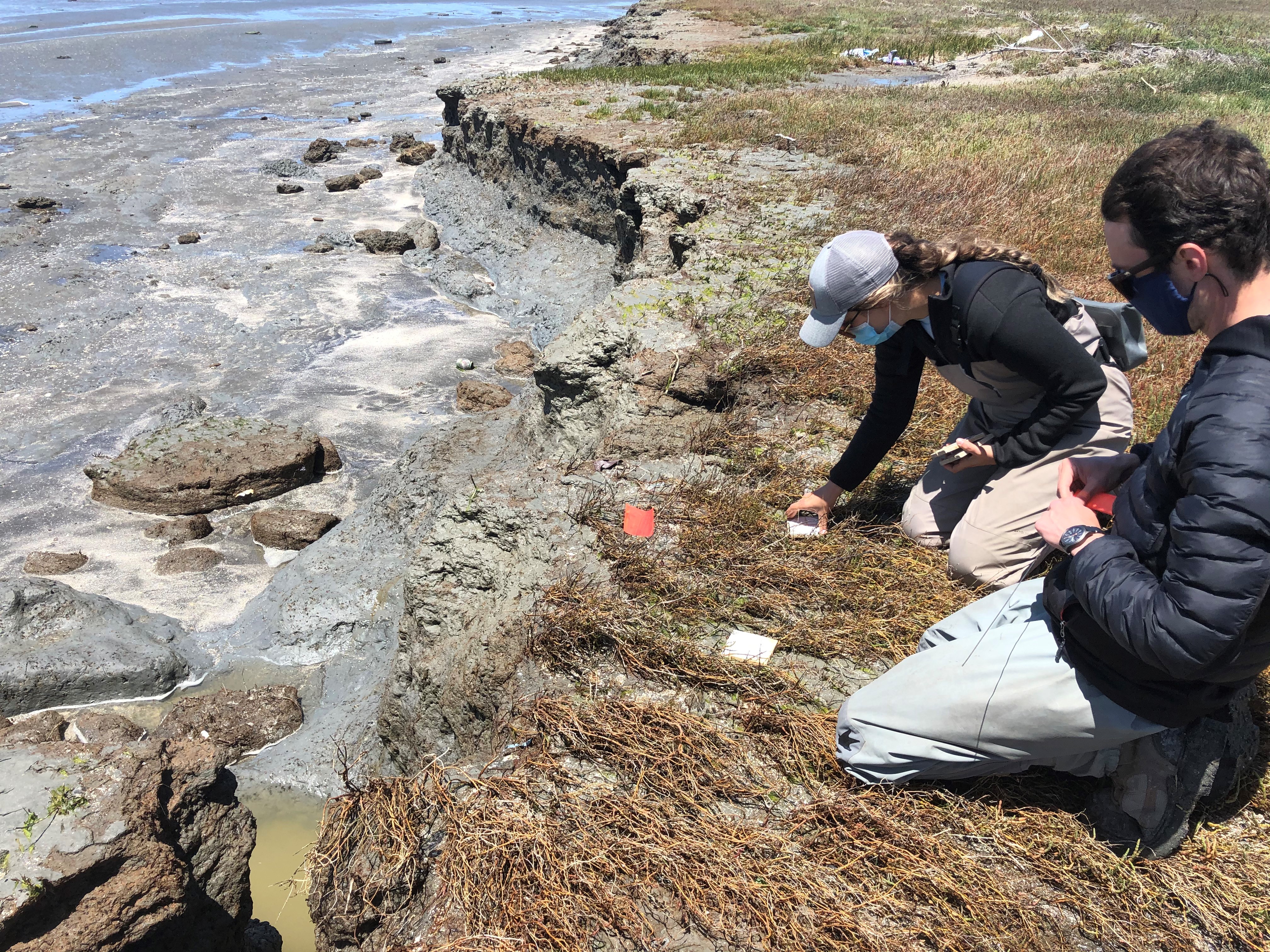 USGS deploying sediment tiles at Whales Tail south in Eden Landing