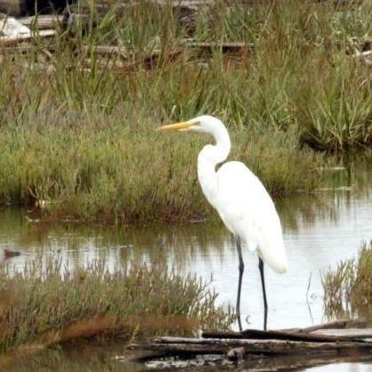 An egret stands amid Eden Landing salt marshes