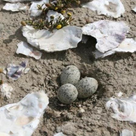Scattered oyster shells surrounding a nest of Western snowy plover eggs. Credit: Caitlin Robinson-Nilsen.