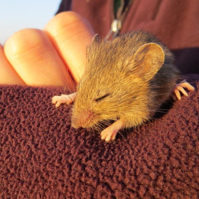 An endangered salt marsh harvest mouse, caught by Refuge scientists during a survey. Credit: U.S. Fish & Wildlife Service