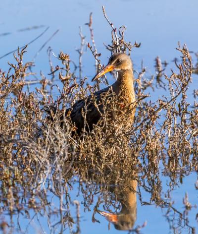 An endangered Ridgway's Rail stands amid pickleweed. Credit: Julie Kitzenberger