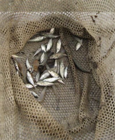 Native fish, three-spined sticklebacks, netted in a fish-sampling session. Credit: Cheryl Strong.
