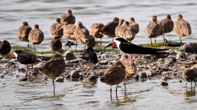 Black skimmers amid marbled godwits. Credit: M. Bruce Grosjean.