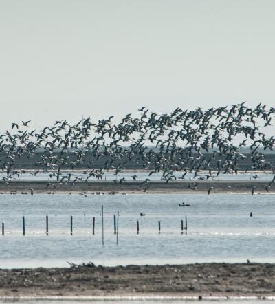 Flocks of birds at Eden Landing's newly optimized Ponds E12 and E13. Credit: Judy Irving, Pelican Media