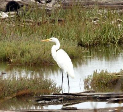 An egret stands amid Eden Landing salt marshes