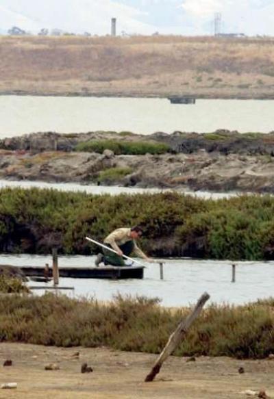 Eden Landing Ecological Reserve Manager John Krause gathers water from Pond E7 to test for salinity.