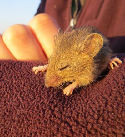 An endangered salt marsh harvest mouse, caught by Refuge scientists during a survey. Credit: U.S. Fish & Wildlife Service