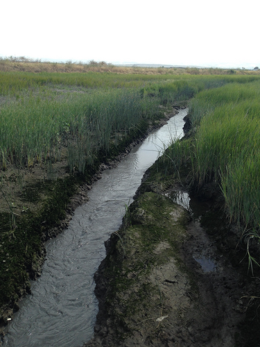 Small wetland