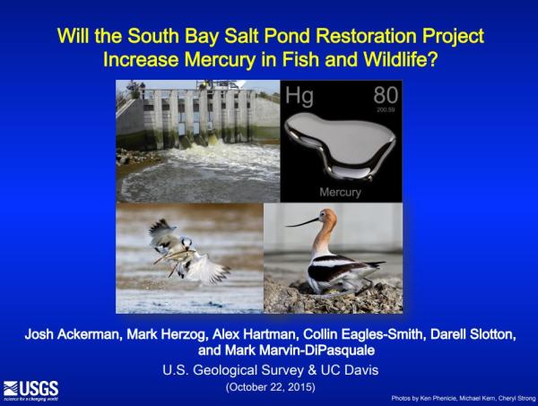 Will restoration increase mercury in biota? (title slide)