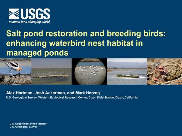 Will breeding birds be affected by the restoration? (Title Slide)