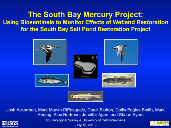 The South Bay Mercury Project: Using Biosentinels to Monitor Effects of Wetland Restoration for the South Bay Salt Pond Restoration Project (Title Slide)