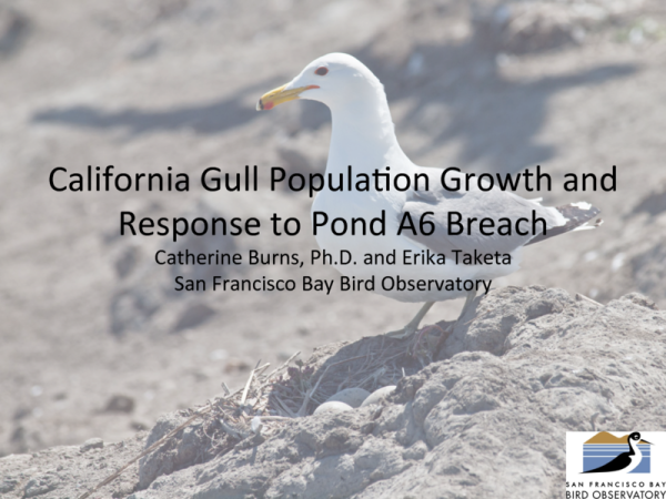 California Gull Population Growth and Response to Pond A6 Breach (Title Slide)